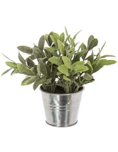 PIANTE E FIORI CON VASO: vendita online PIANTA 114754 IN VASO STAGNO 16X15CM in offerta