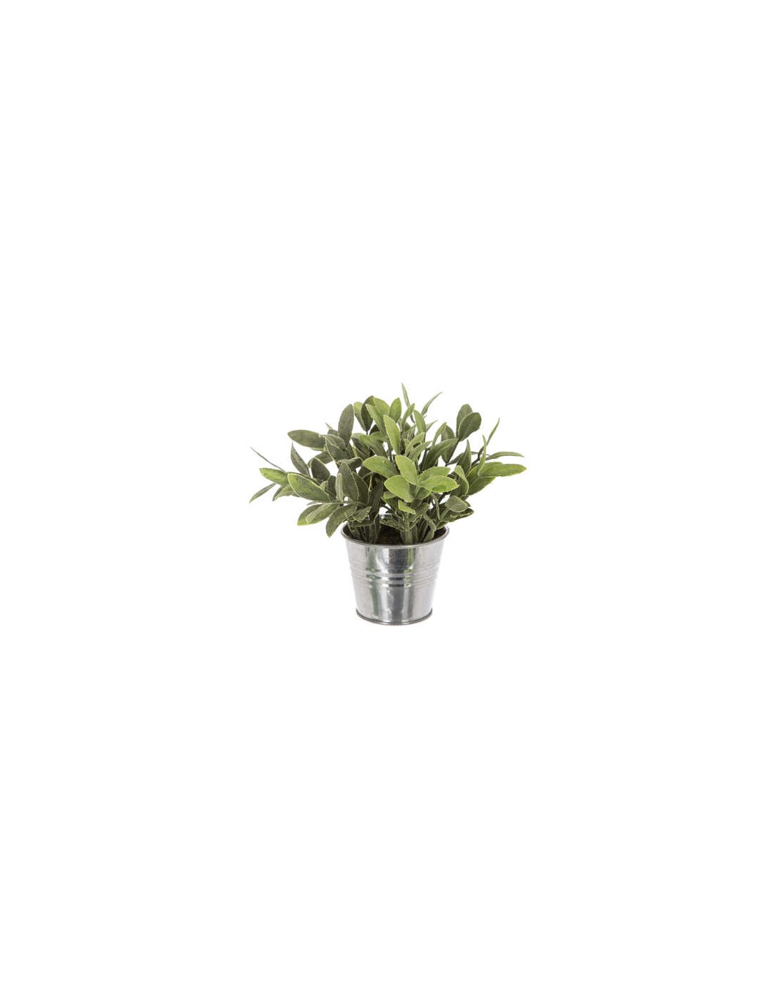 PIANTE E FIORI CON VASO: vendita online PIANTA 114754 IN VASO STAGNO 16X15CM in offerta