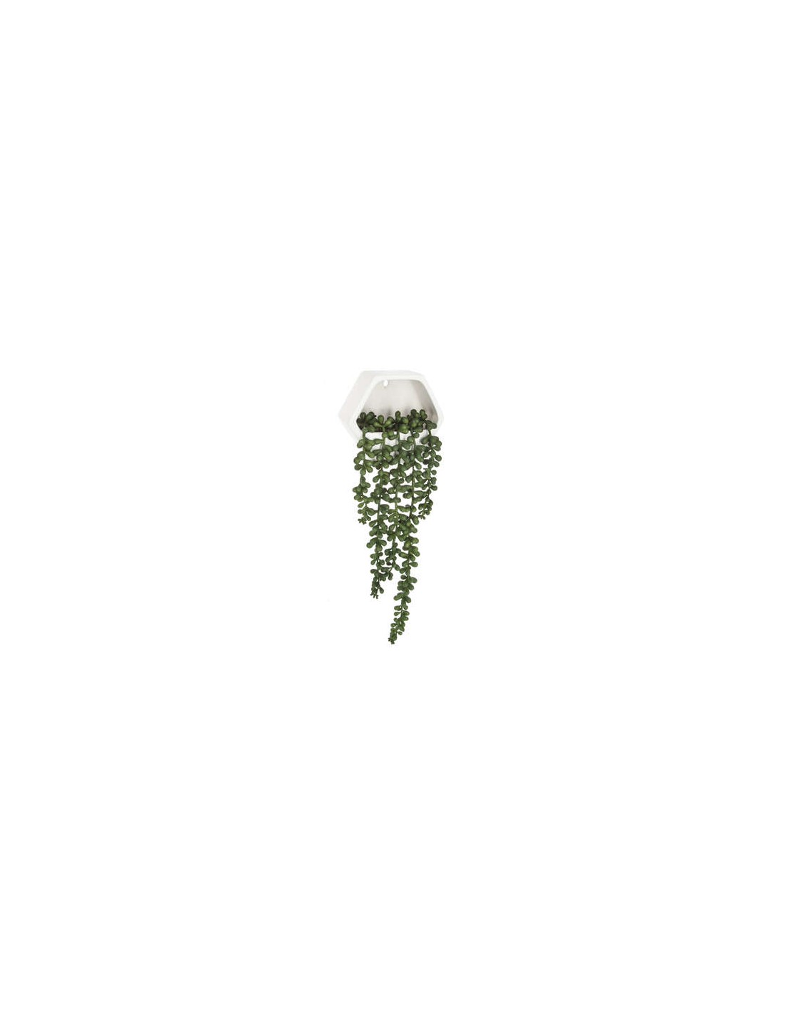 PIANTE E FIORI CON VASO: vendita online PIANTA 155634 RAMPICANTE CON SOSTEGNO 45CM in offerta