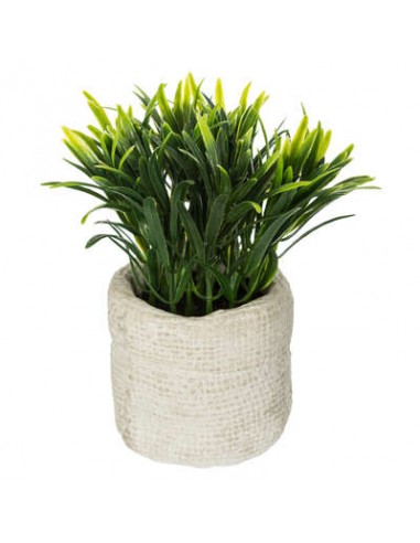 PIANTE E FIORI CON VASO: vendita online PIANTA 160067 VERDE IN VASO 12X16CM in offerta