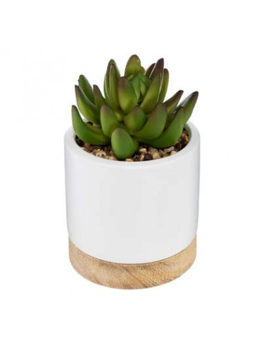 PIANTE E FIORI CON VASO: vendita online PIANTA 164284 VASO CERAMICA/LEGNO 9X12CM in offerta