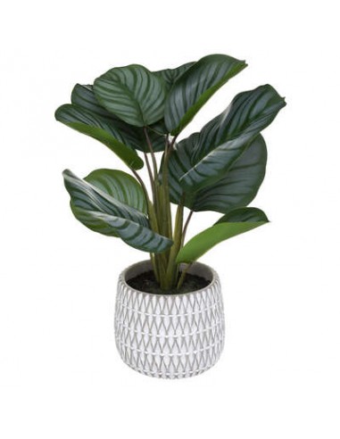 PIANTE E FIORI CON VASO: vendita online PIANTA 185462 MARANTA CON VASO 30X45CM in offerta