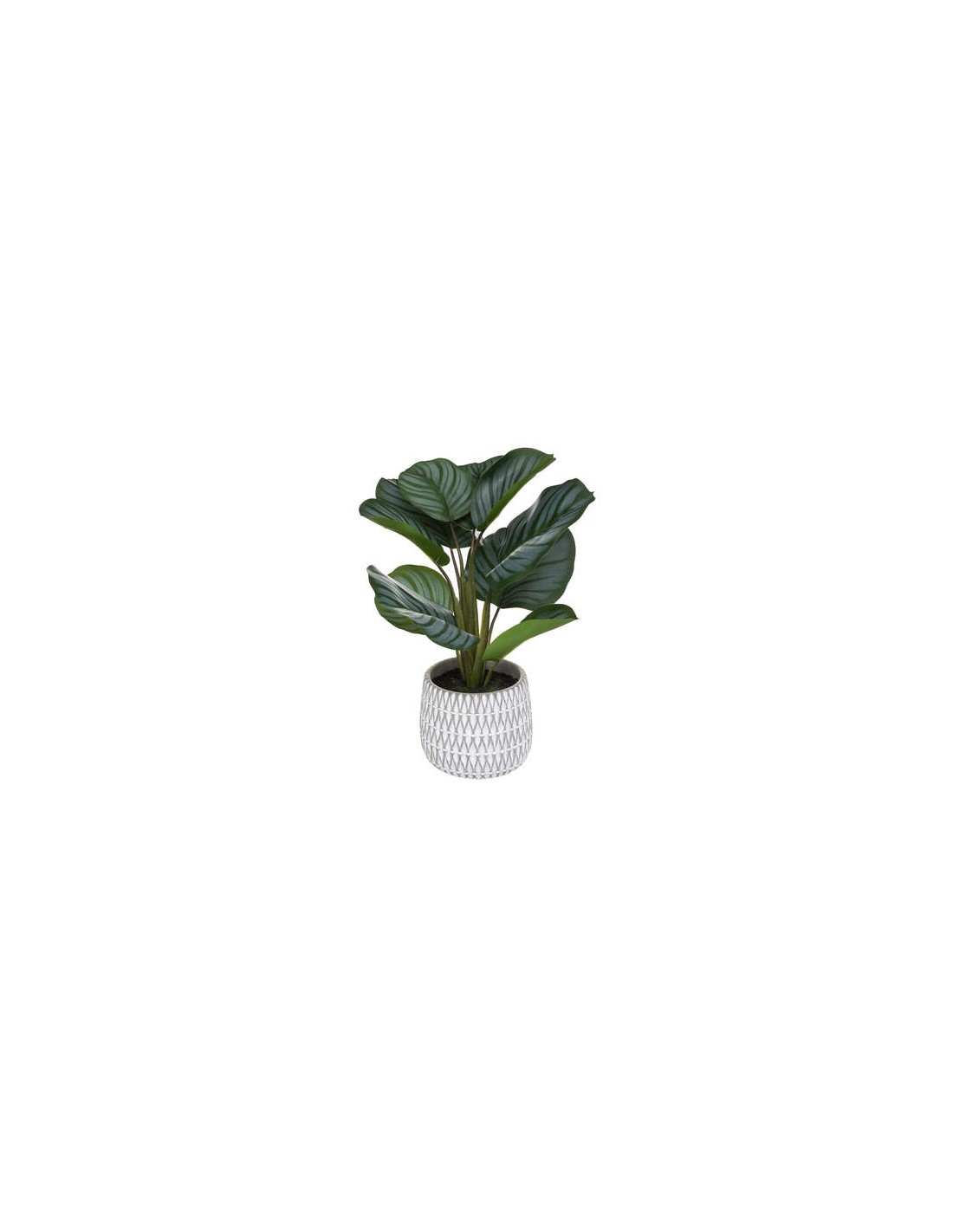 PIANTE E FIORI CON VASO: vendita online PIANTA 185462 MARANTA CON VASO 30X45CM in offerta
