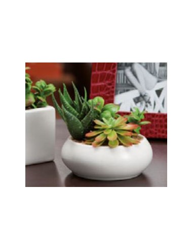 PIANTE E FIORI CON VASO: vendita online PIANT GRASSA 22254 DECORAT in offerta