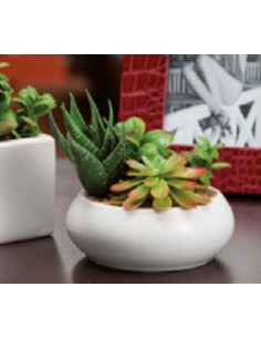 PIANTE E FIORI CON VASO: vendita online PIANT GRASSA 22254 DECORAT in offerta 2
