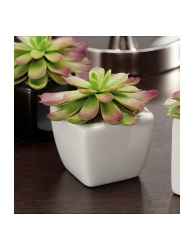 PIANTE E FIORI CON VASO: vendita online PIANTINA 5x5x5cm 21612 in offerta