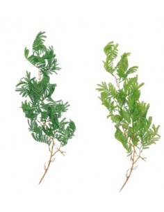 RAMI E COMPOSIZIONI FLOREALI: vendita online RAMSOCELLO CON FOGLIE 97CM in offerta